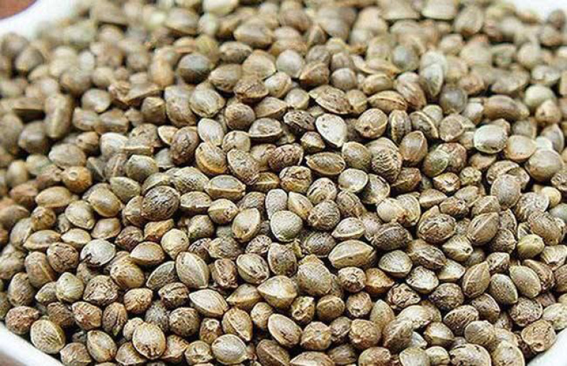 火麻仁火麻子火麻籽农家初选农副产品1111