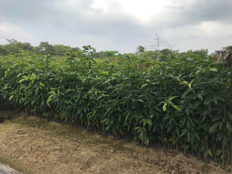 小杯芒果苗，2年苗，价格优惠