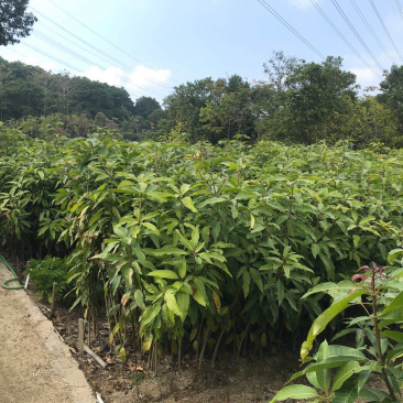 小杯芒果苗，2年苗，价格优惠
