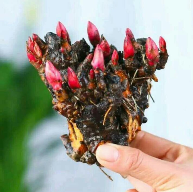 芍药花苗根块多年生花卉庭院芍药花根四季种植耐单瓣混色