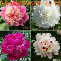 芍药花苗根块多年生花卉庭院芍药花根四季种植耐单瓣混色