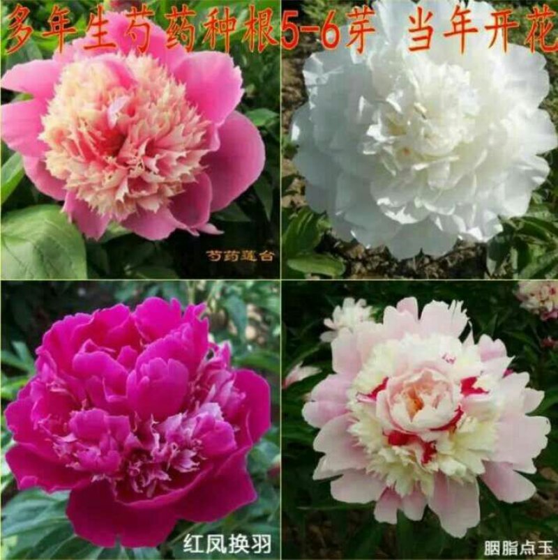 芍药花苗根块多年生花卉庭院芍药花根四季种植耐单瓣混色