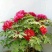 芍药花苗根块多年生花卉庭院芍药花根四季种植耐单瓣混色