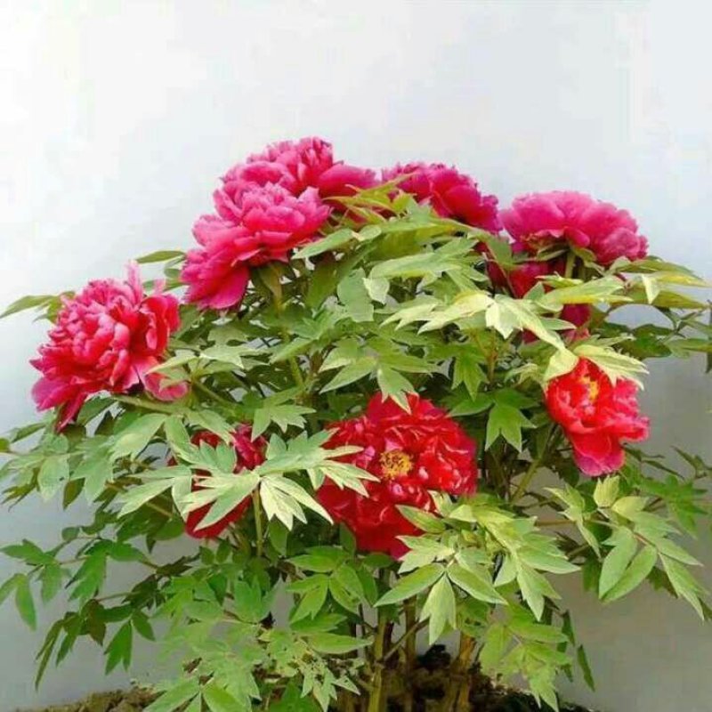 芍药花苗根块多年生花卉庭院芍药花根四季种植耐单瓣混色