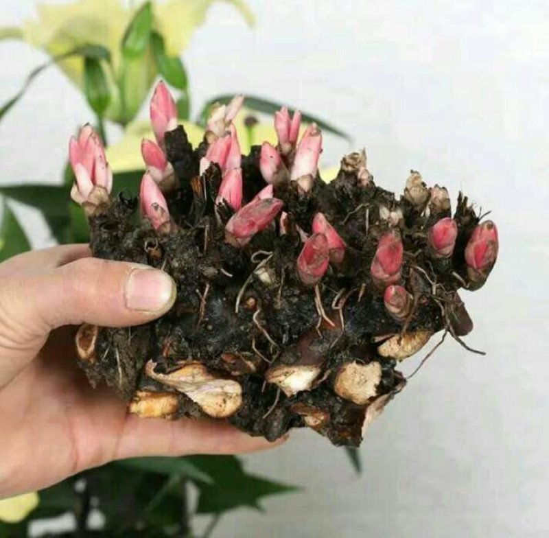 芍药花苗根块多年生花卉庭院芍药花根四季种植耐单瓣混色