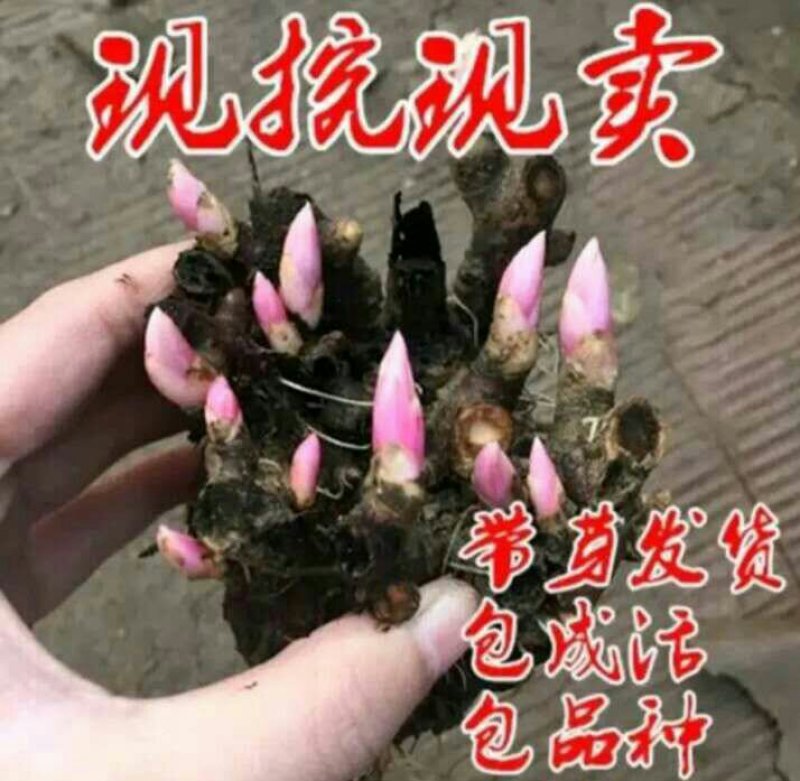 芍药花苗根块多年生花卉庭院芍药花根四季种植耐单瓣混色