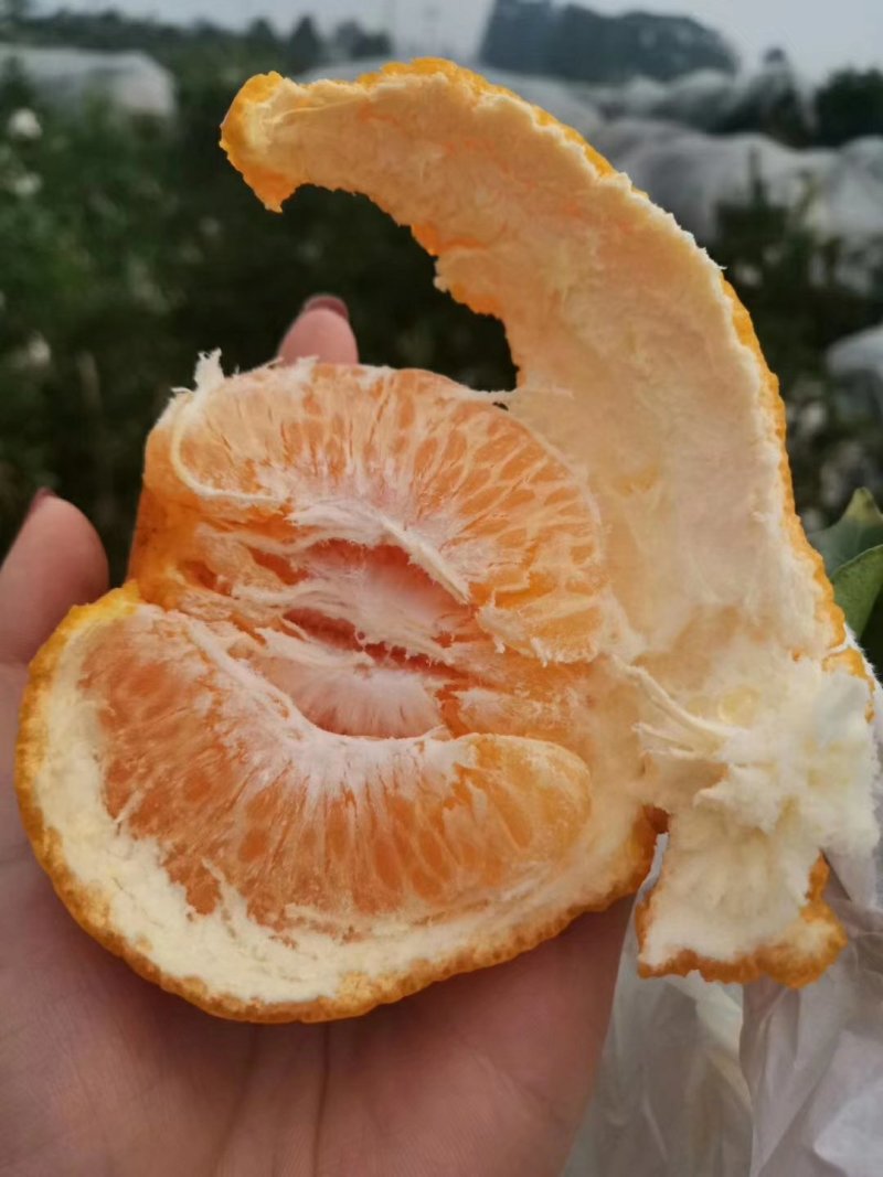 春见/耙耙柑柑橘苗嫁接苗市场热销口感清爽