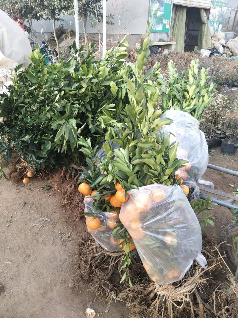 春见/耙耙柑柑橘苗嫁接苗市场热销口感清爽