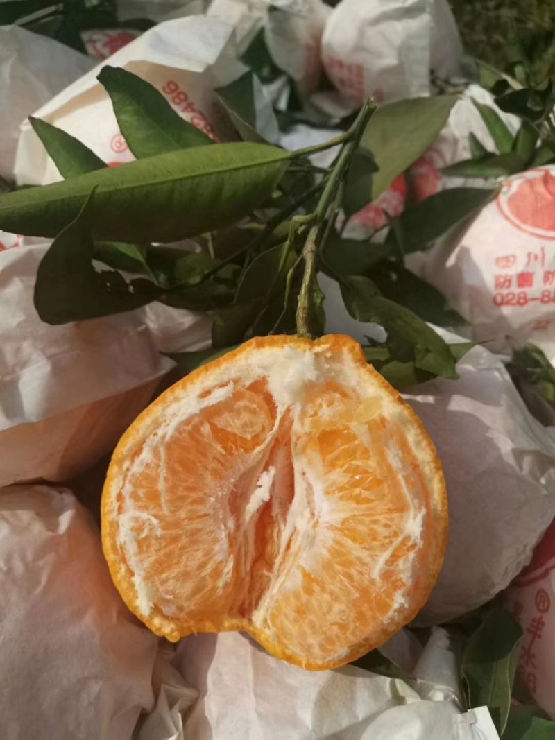 春见/耙耙柑柑橘苗嫁接苗市场热销口感清爽