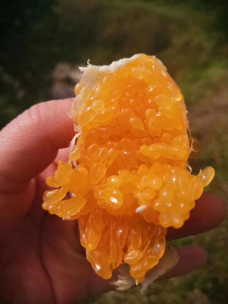 春见/耙耙柑柑橘苗嫁接苗市场热销口感清爽