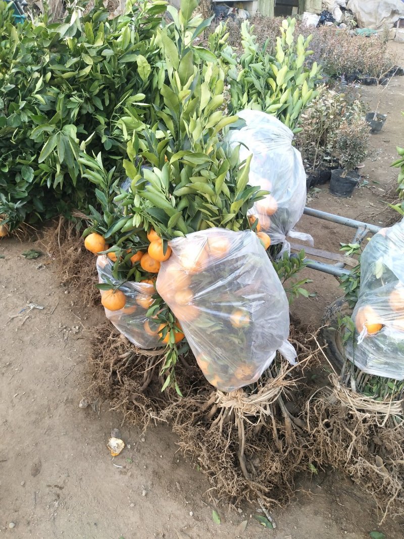 春见/耙耙柑柑橘苗嫁接苗市场热销口感清爽
