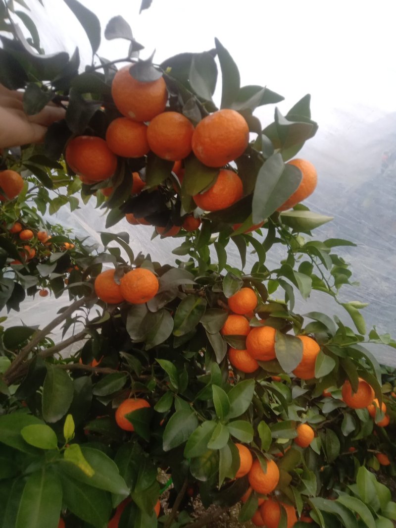 好货砂糖橘，硬度好，个头均匀，口感好，可代办，也可一件代