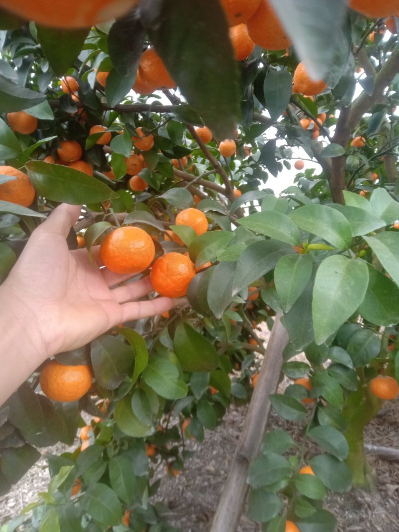 好货砂糖橘，硬度好，个头均匀，口感好，可代办，也可一件代