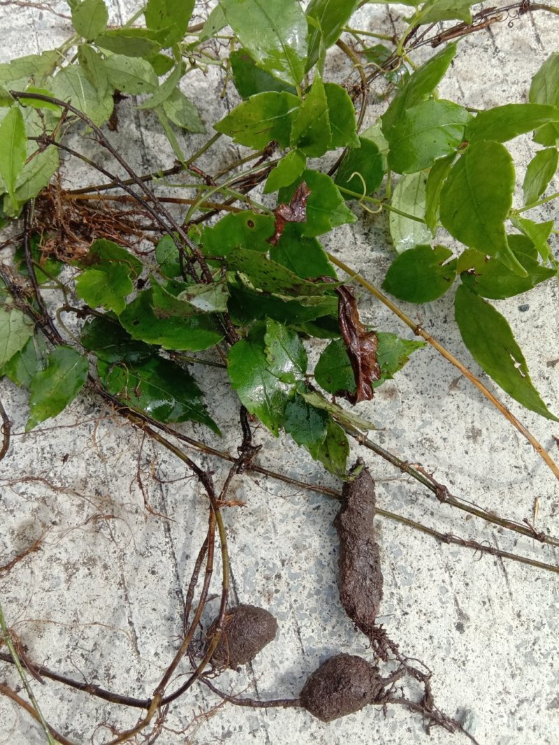 野生三叶青鲜货，紫皮金钱吊葫芦，深山老林下的三叶青。