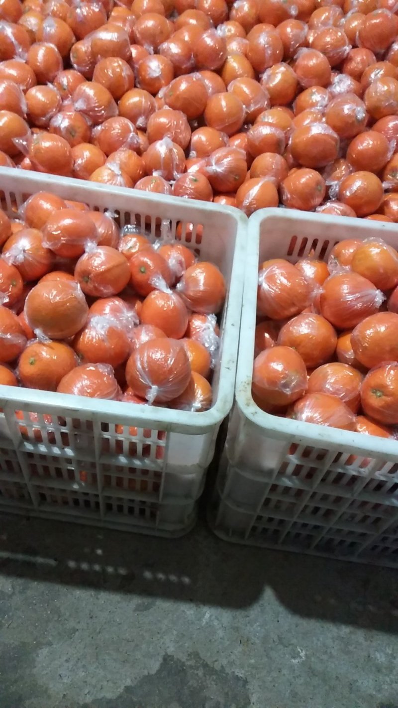 纽荷尔脐橙大量上市一手货源品质保证电商市场社区