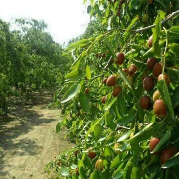 山东枣树苗小枣苗冬枣苗基地现挖易成活枣树苗