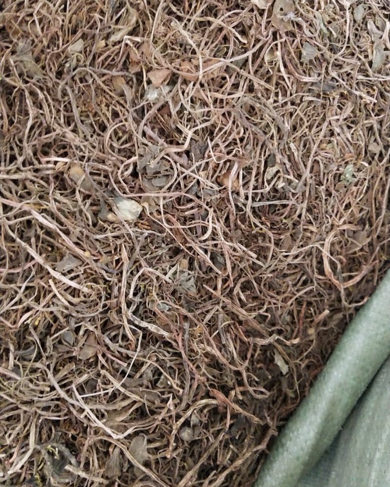中药材，石蝉草，产地一手货源，批发，零售