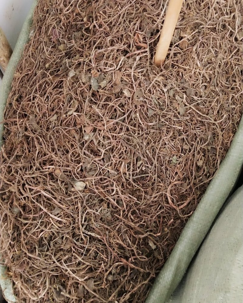 中药材，石蝉草，产地一手货源，批发，零售