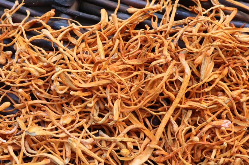 精选批发特价虫草花新鲜干度好无硫无杂质香味浓郁