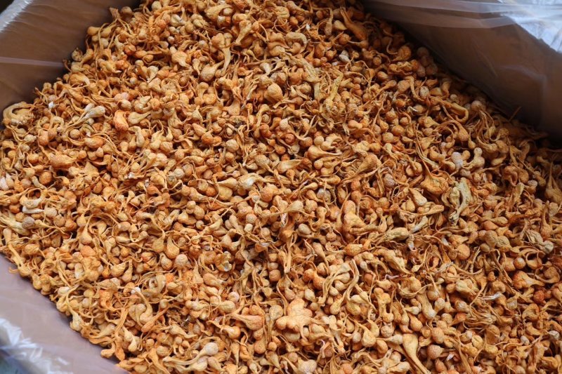 精选小号孢子头虫草花无硫精选干净无杂质香味浓