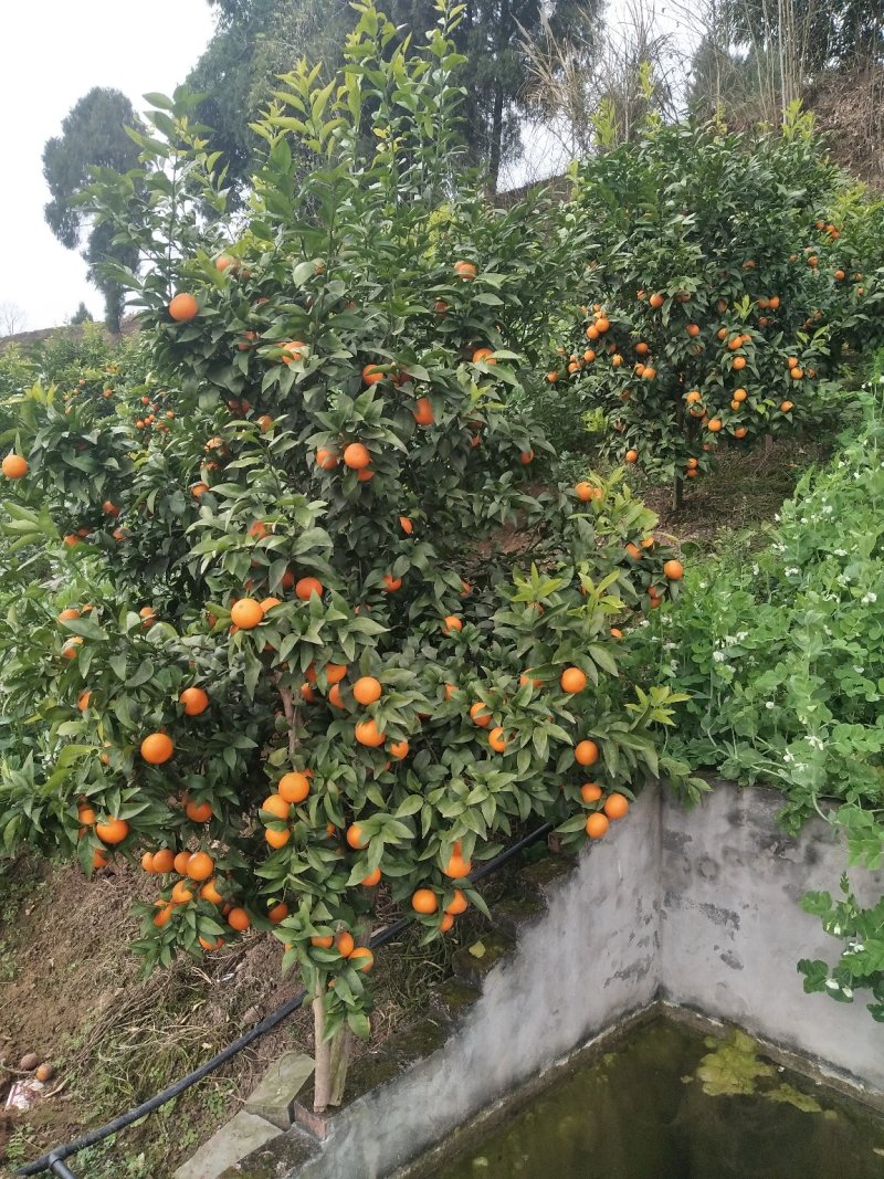 沃柑:纯甜，汁多，果肉细腻，味道清甜产地直供