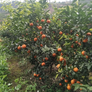 沃柑:纯甜，汁多，果肉细腻，味道清甜产地直供