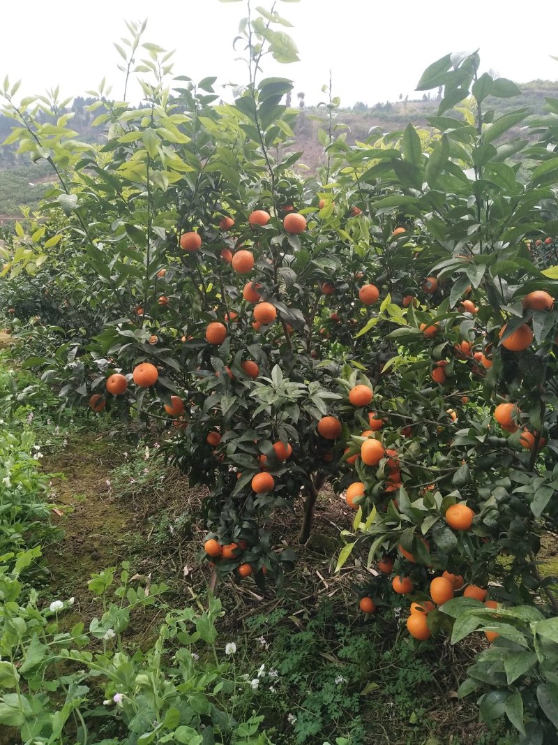 沃柑:纯甜，汁多，果肉细腻，味道清甜产地直供