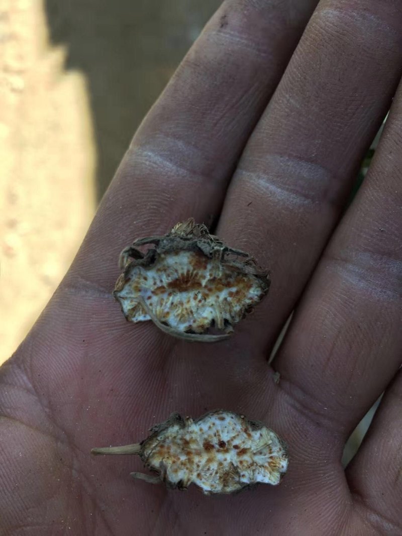 苍术种苗自己培育朱砂点北苍术苗子大成活率