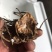 苍术种苗自己培育朱砂点北苍术苗子大成活率