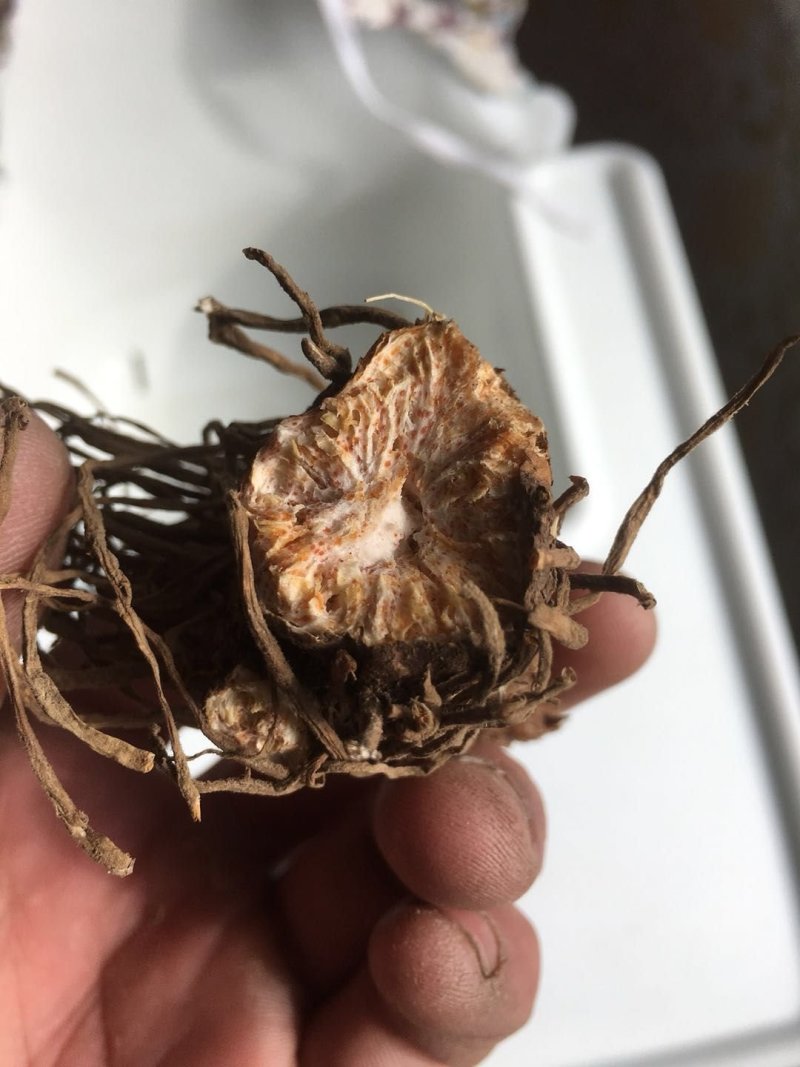 苍术种苗自己培育朱砂点北苍术苗子大成活率
