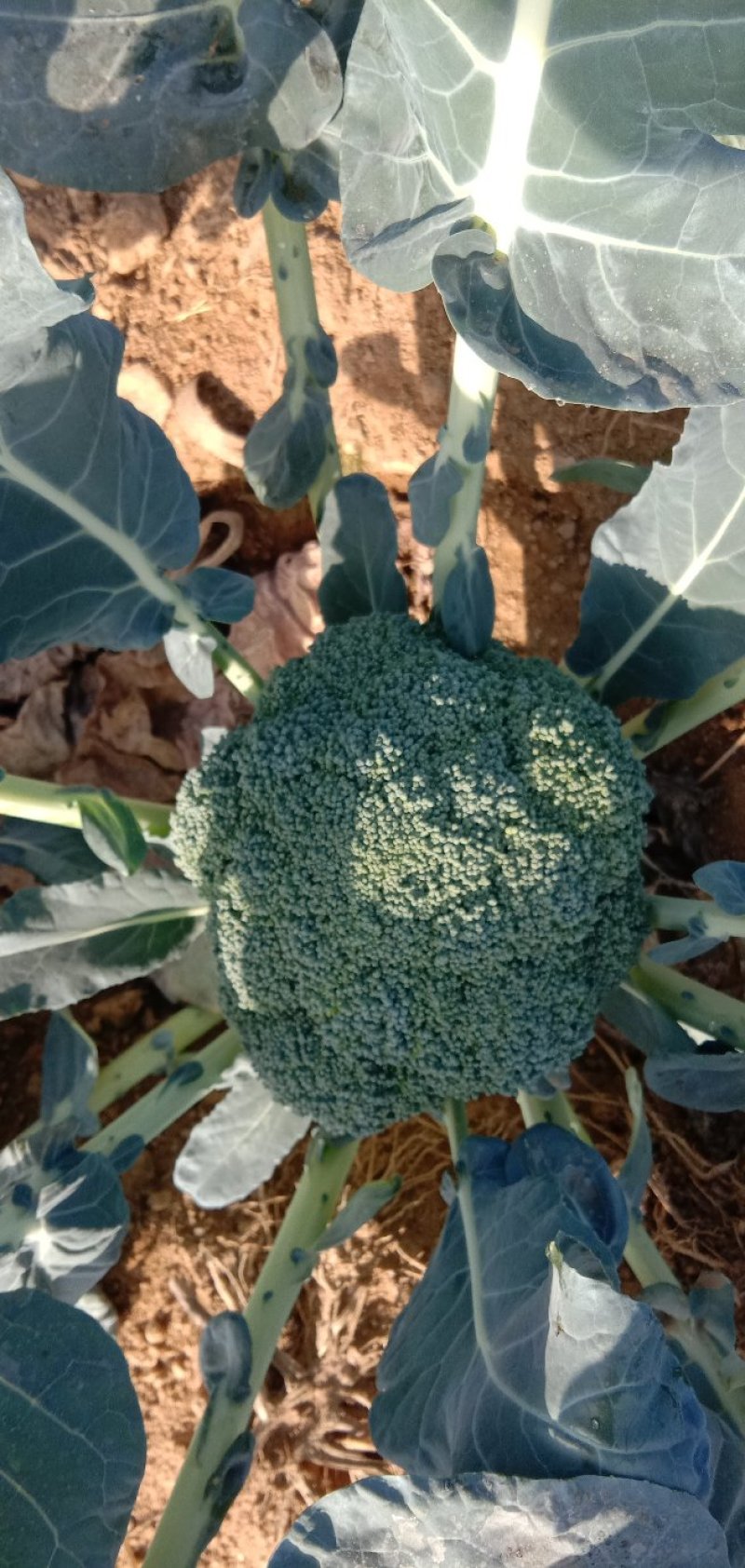 【优质】西兰花〔产地直供〕新鲜蔬菜品质保障专业代办