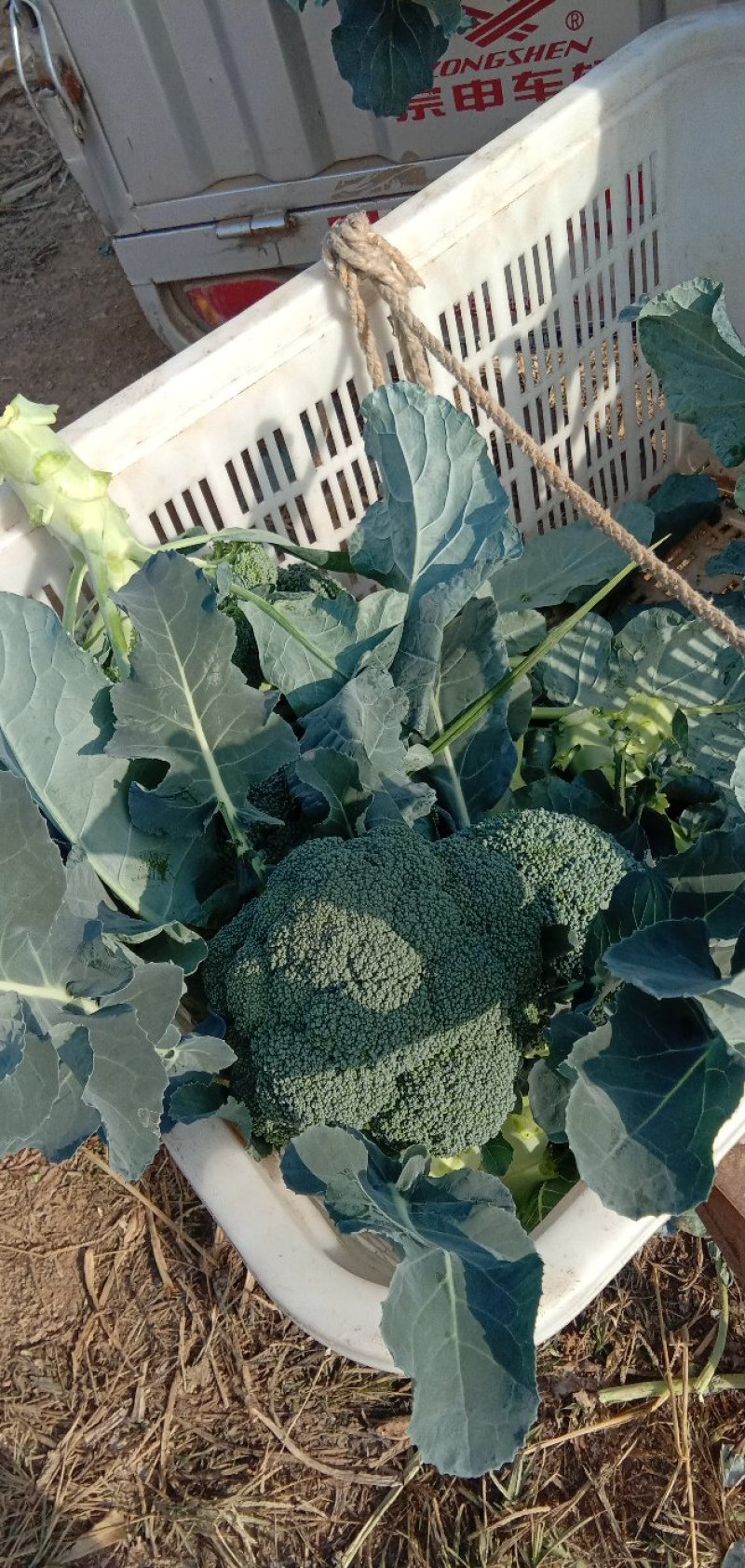 【优质】西兰花〔产地直供〕新鲜蔬菜品质保障专业代办
