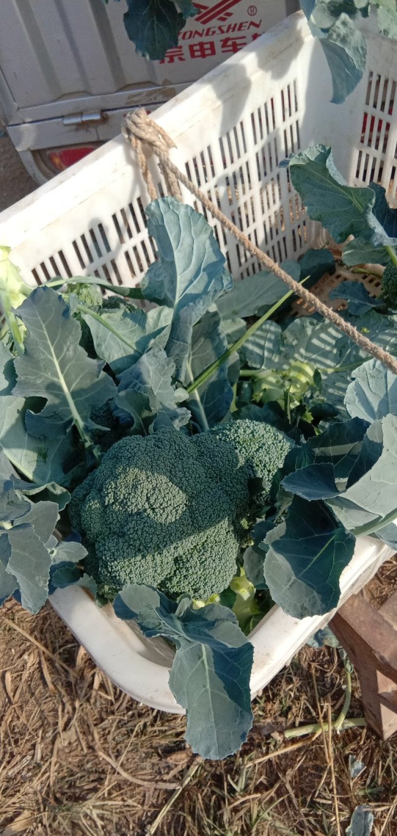 【优质】西兰花〔产地直供〕新鲜蔬菜品质保障专业代办