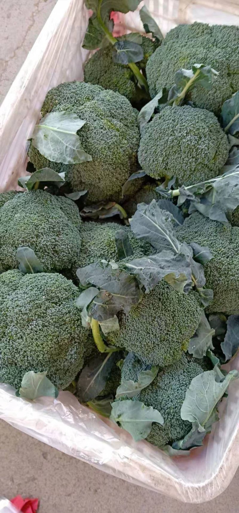 【优质】西兰花〔产地直供〕新鲜蔬菜品质保障专业代办