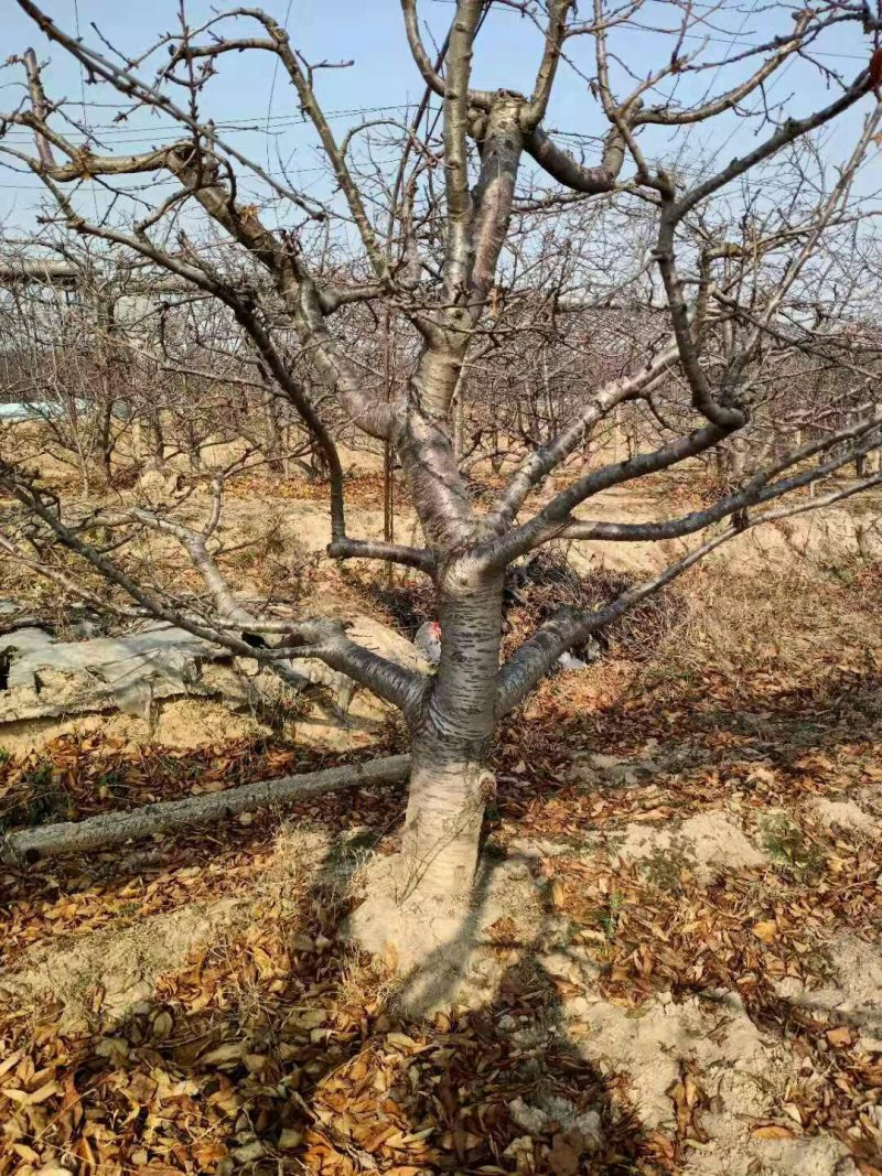 核桃树，核桃苗【成品，实生苗】