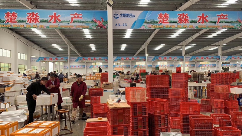 湖北潜江清水小龙虾各种规格批发包邮青红分开干净硬规格