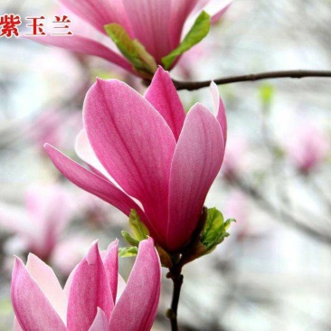 【红玉兰】（紫玉兰）树苗庭院大型植物南北方种植地栽玉兰树