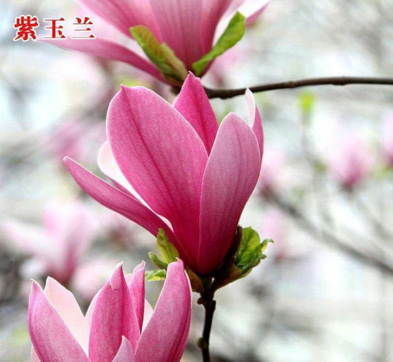 【红玉兰】（紫玉兰）树苗庭院大型植物南北方种植地栽玉兰树