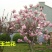 【红玉兰】（紫玉兰）树苗庭院大型植物南北方种植地栽玉兰树