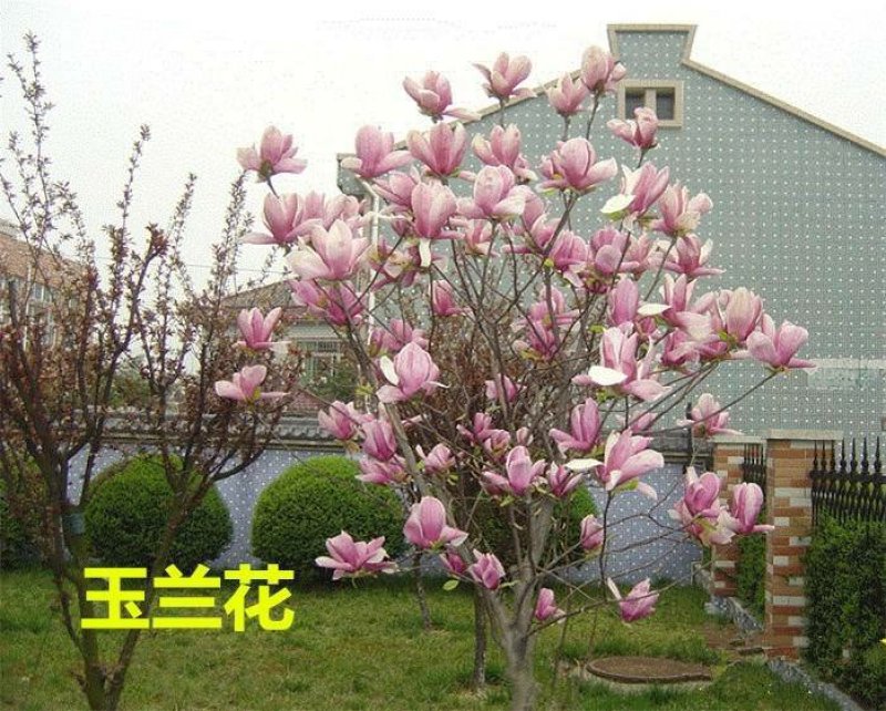 【红玉兰】（紫玉兰）树苗庭院大型植物南北方种植地栽玉兰树