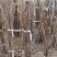 【红玉兰】（紫玉兰）树苗庭院大型植物南北方种植地栽玉兰树