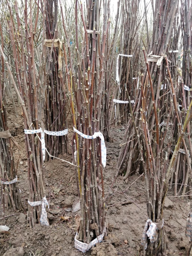 【红玉兰】（紫玉兰）树苗庭院大型植物南北方种植地栽玉兰树