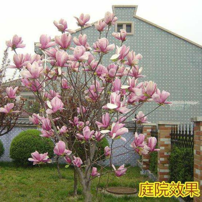 【红玉兰】（紫玉兰）树苗庭院大型植物南北方种植地栽玉兰树
