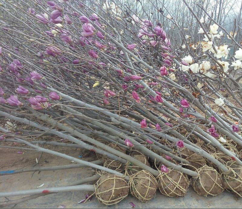 【红玉兰】（紫玉兰）树苗庭院大型植物南北方种植地栽玉兰树