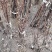 【红玉兰】（紫玉兰）树苗庭院大型植物南北方种植地栽玉兰树