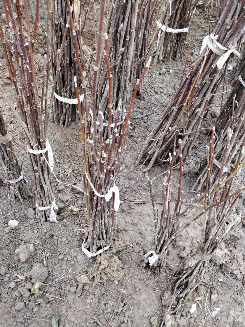 【红玉兰】（紫玉兰）树苗庭院大型植物南北方种植地栽玉兰树