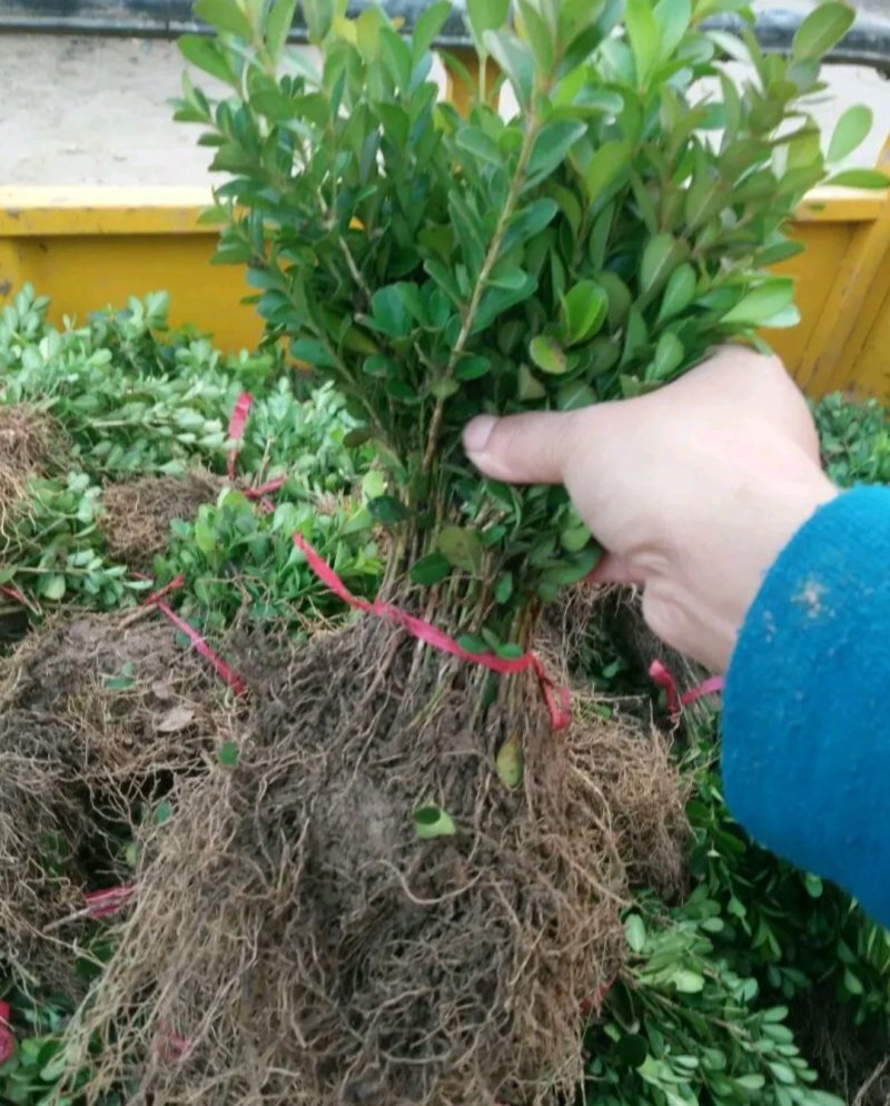【推荐】黄杨苗，瓜子黄杨苗，小叶黄杨苗，高山黄杨