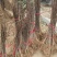 庭院地栽玉兰树苗黄玉兰白玉兰紫玉兰当年开花室外耐寒植物