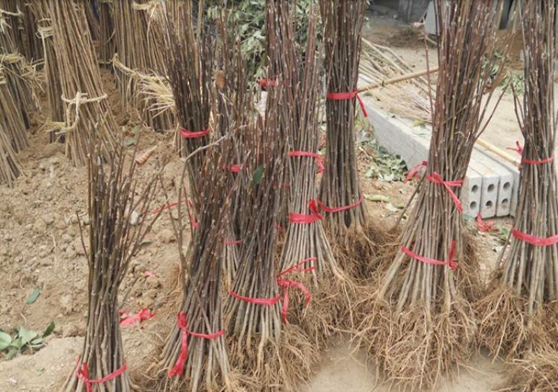 庭院地栽玉兰树苗黄玉兰白玉兰紫玉兰当年开花室外耐寒植物