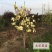 庭院地栽玉兰树苗黄玉兰白玉兰紫玉兰当年开花室外耐寒植物
